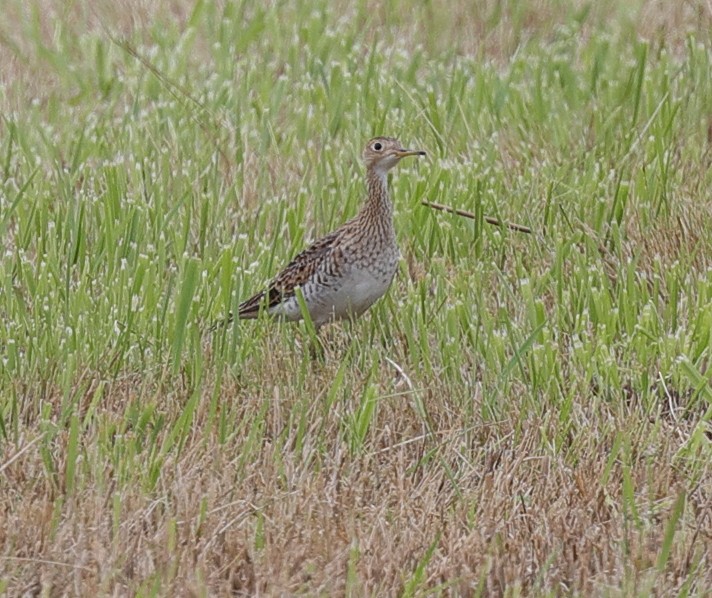 Upland Sandpiper - Henry Zimberlin