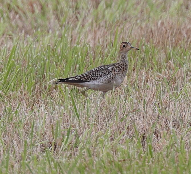 Upland Sandpiper - Henry Zimberlin