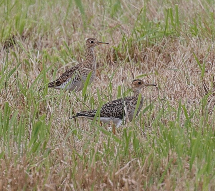 Upland Sandpiper - Henry Zimberlin