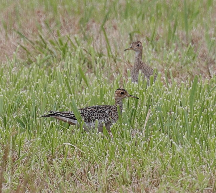 Upland Sandpiper - Henry Zimberlin