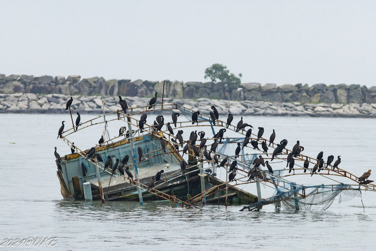 Indian Cormorant - ML622266059