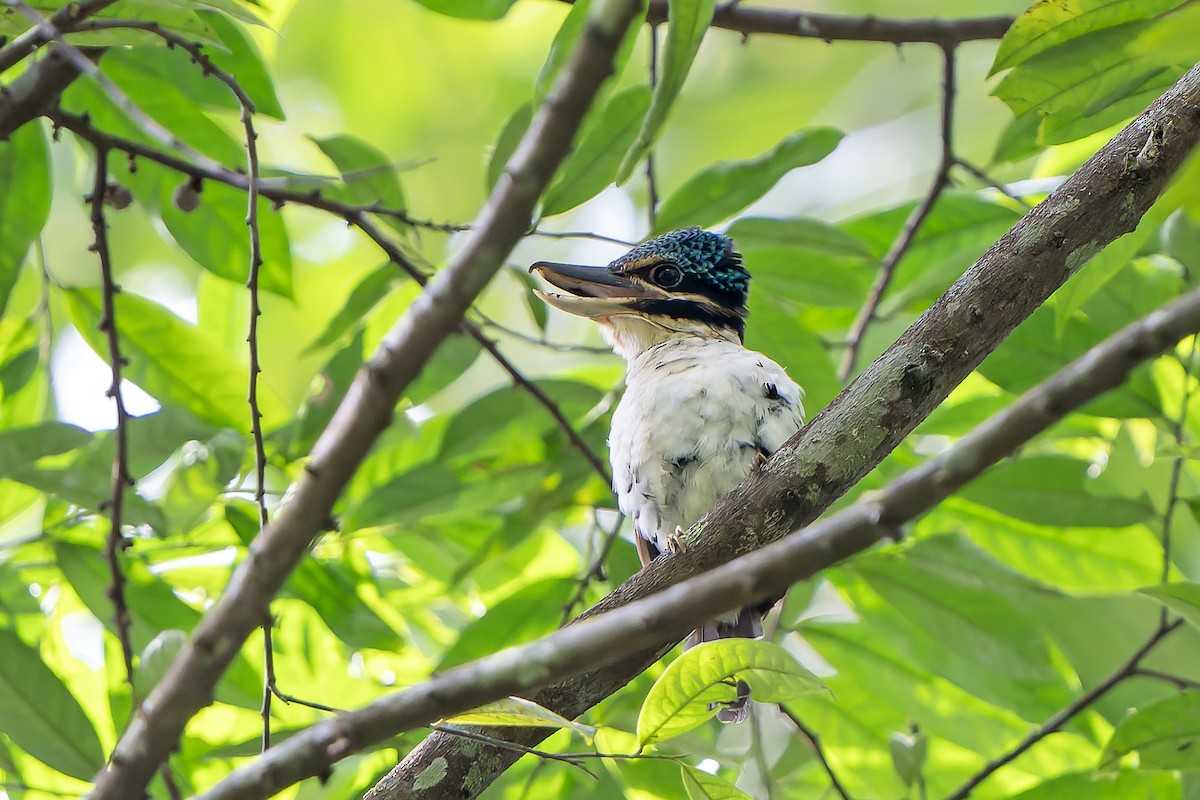 Hook-billed Kingfisher - ML622266063