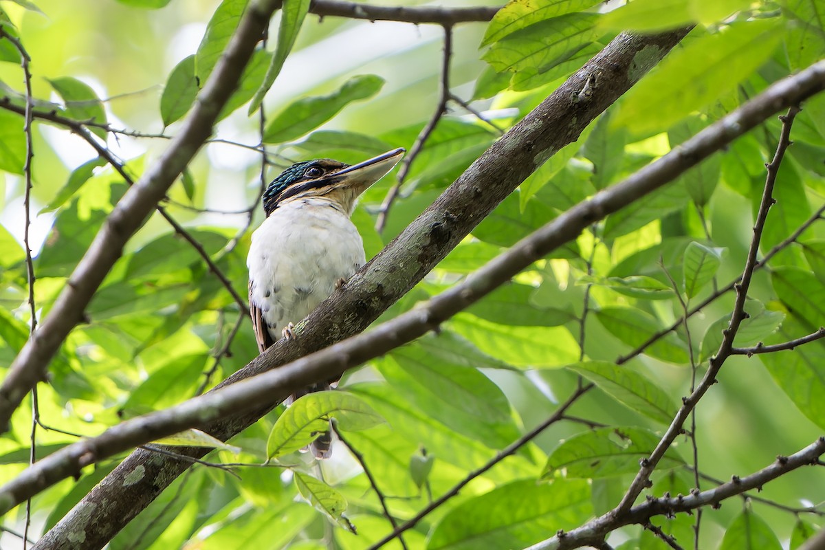 Hook-billed Kingfisher - ML622266064