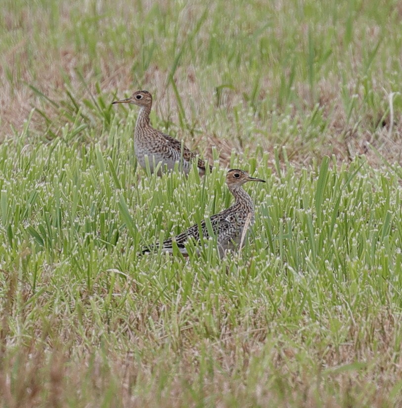 Upland Sandpiper - Henry Zimberlin