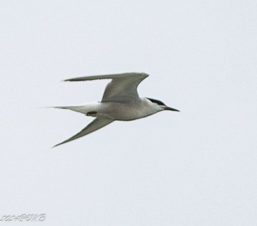 tern sp. - ML622266074