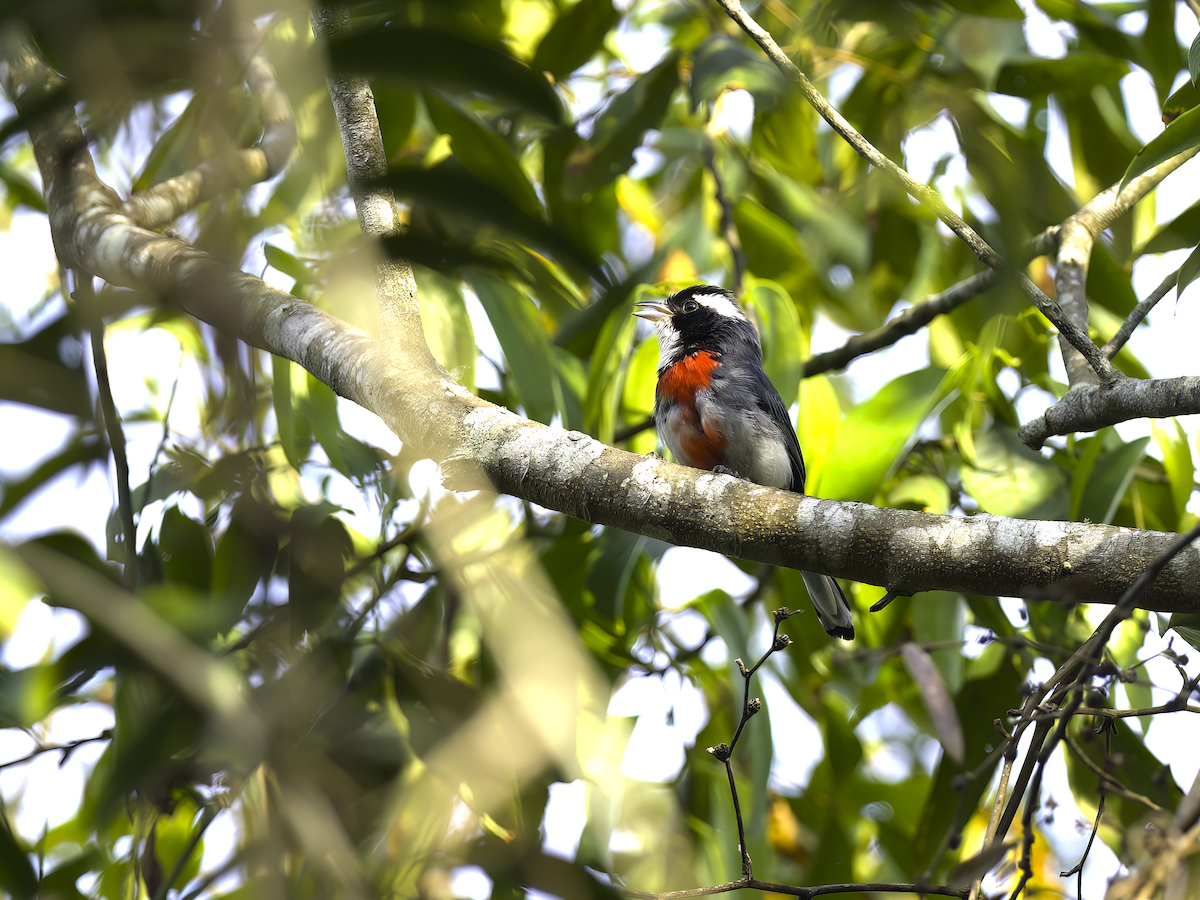 Red-breasted Chat (Red-breasted) - ML622266111