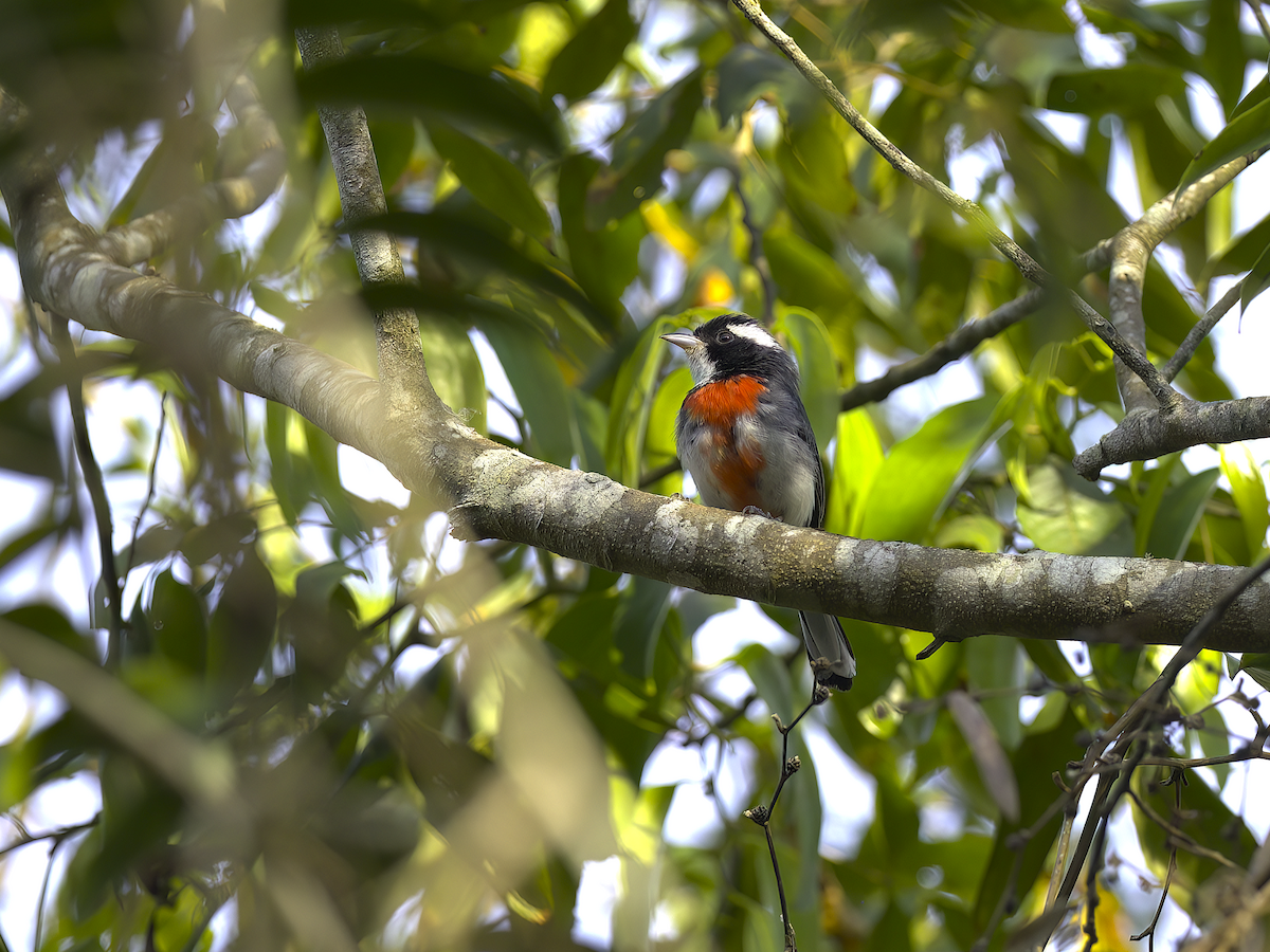 Red-breasted Chat (Red-breasted) - ML622266112