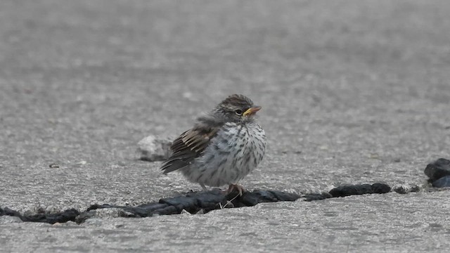 Chipping Sparrow - ML622266167