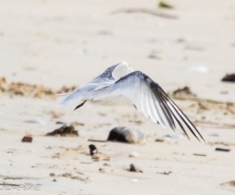 Saunders's Tern - ML622266179