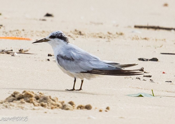 Saunders's Tern - ML622266181