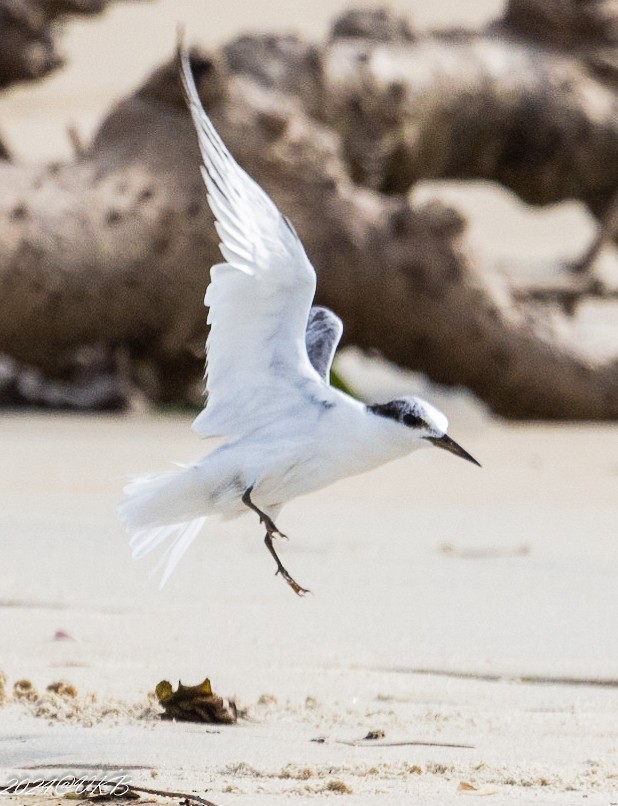 Saunders's Tern - ML622266182