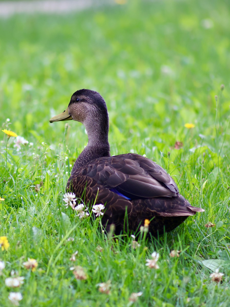 American Black Duck - ML622266217