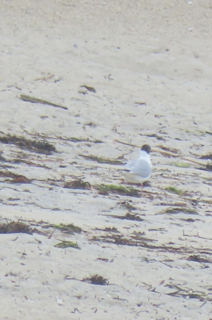 Bonaparte's Gull - ML622266219