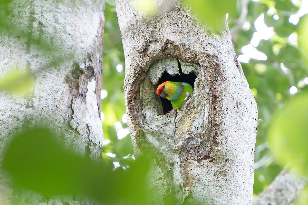 Large Fig-Parrot - ML622266224