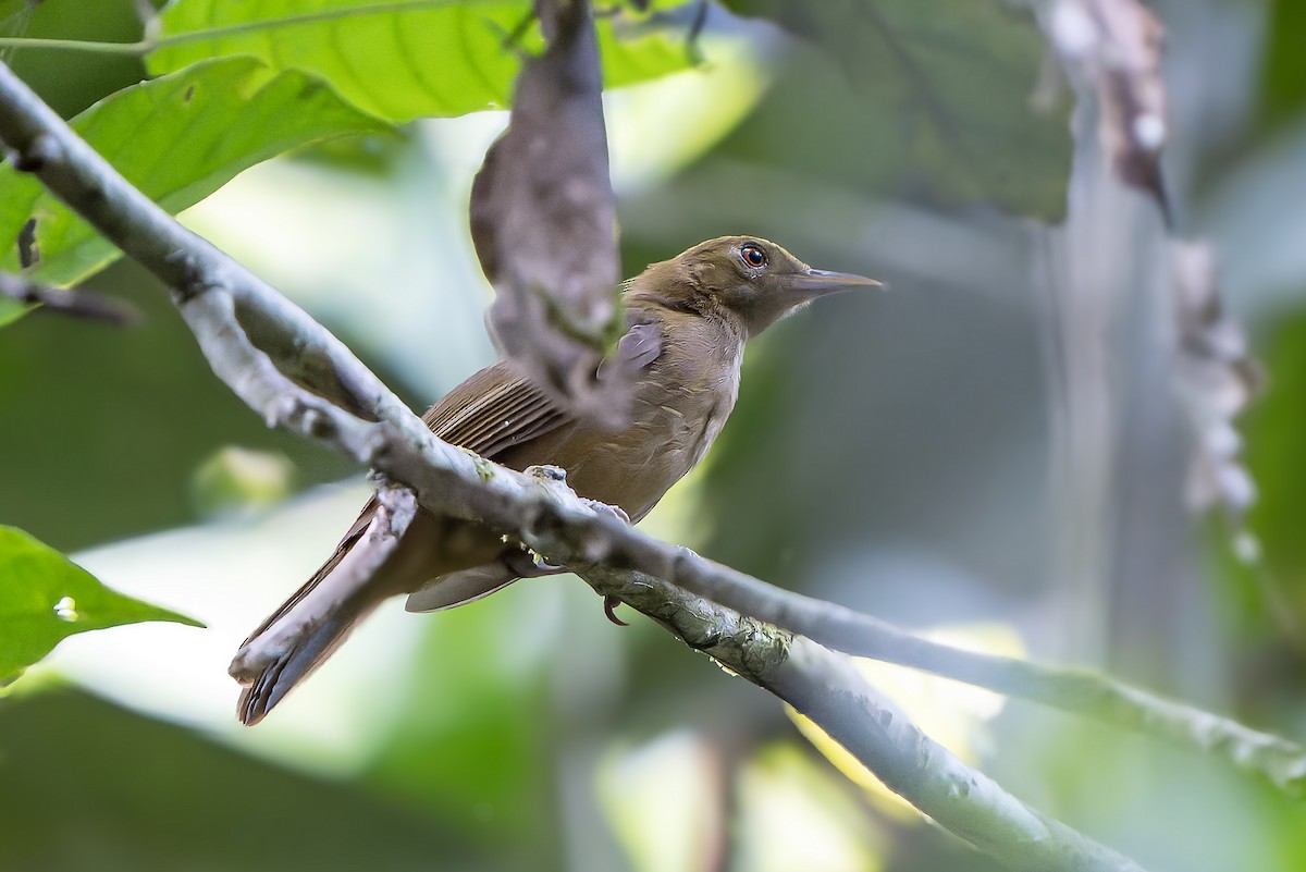 Tawny Straightbill - ML622266231