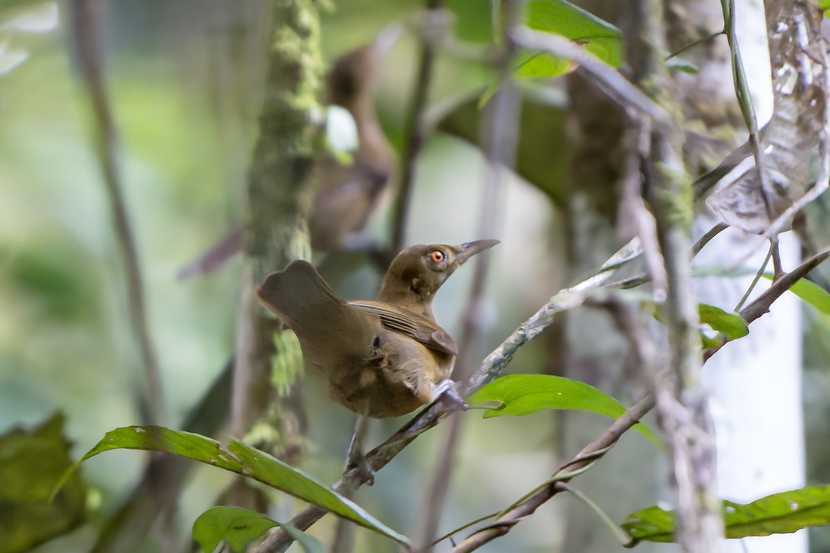 Tawny Straightbill - ML622266232