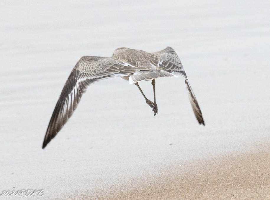 Greater Sand-Plover - ML622266243