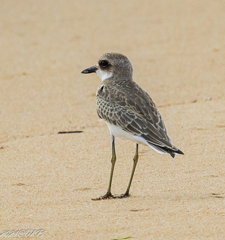 Greater Sand-Plover - ML622266244