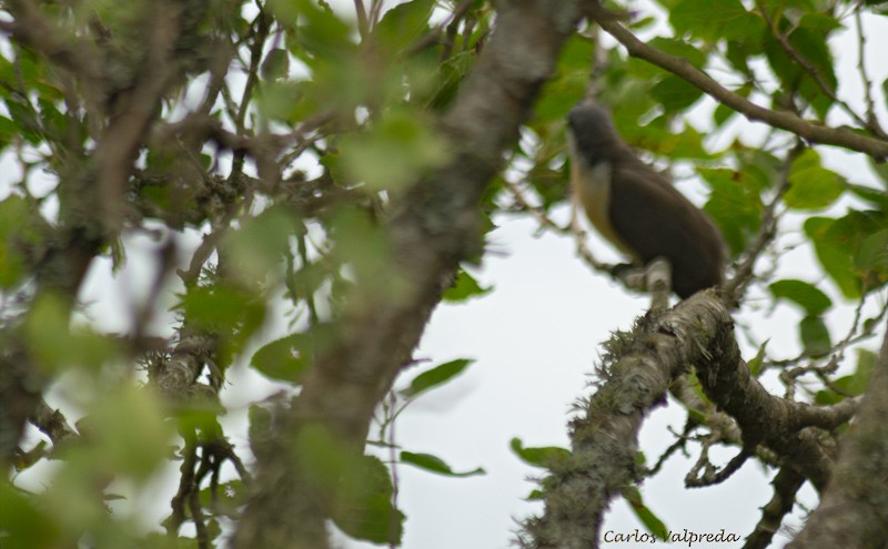 Dark-billed Cuckoo - ML622266266