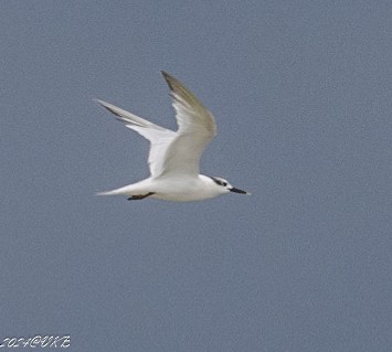 Sandwich Tern - ML622266284