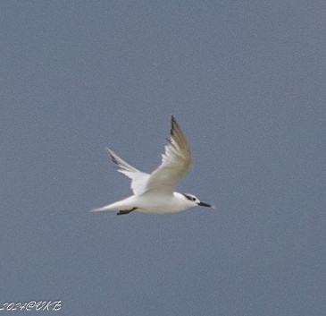 Sandwich Tern - ML622266285