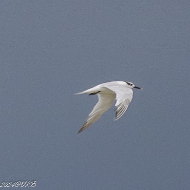 Sandwich Tern - ML622266286