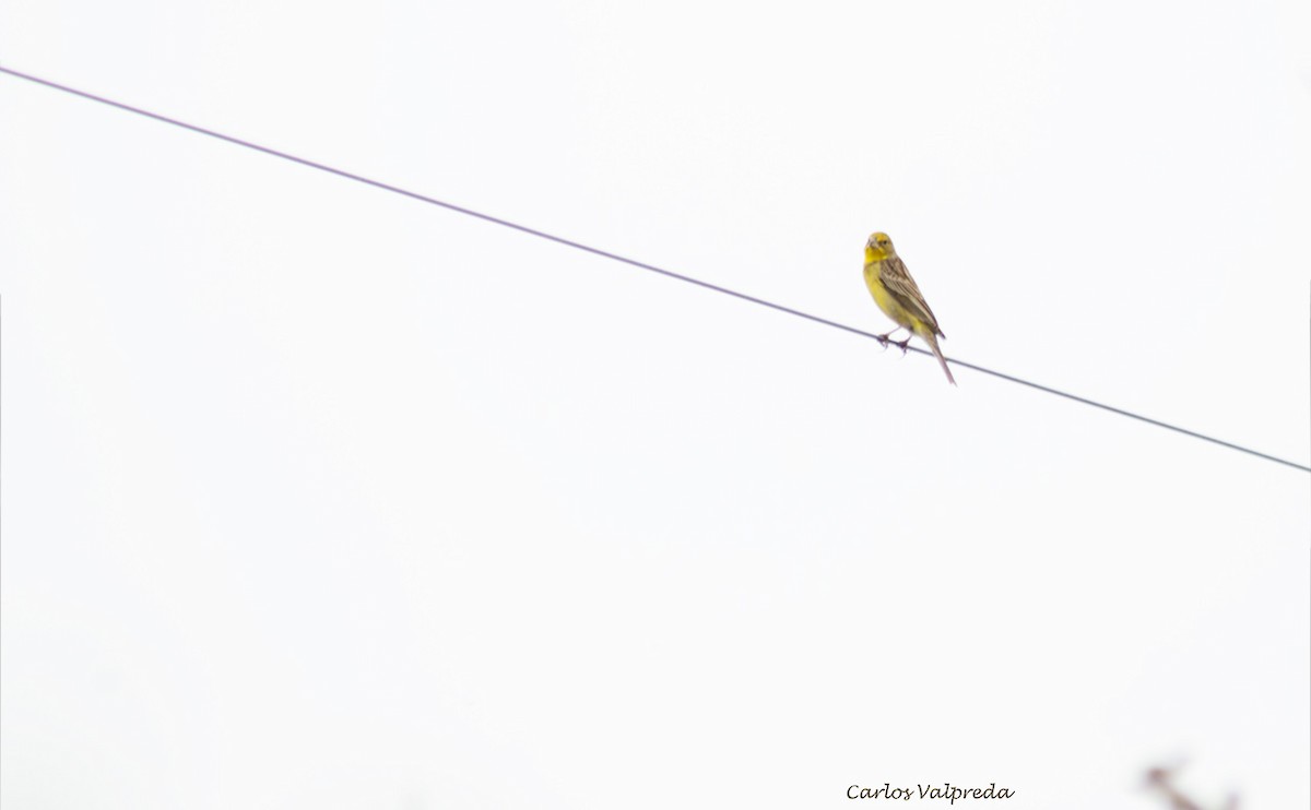 Saffron Finch - ML622266296