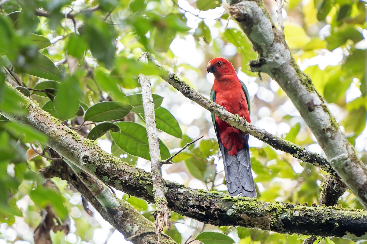 Moluccan King-Parrot - ML622266345