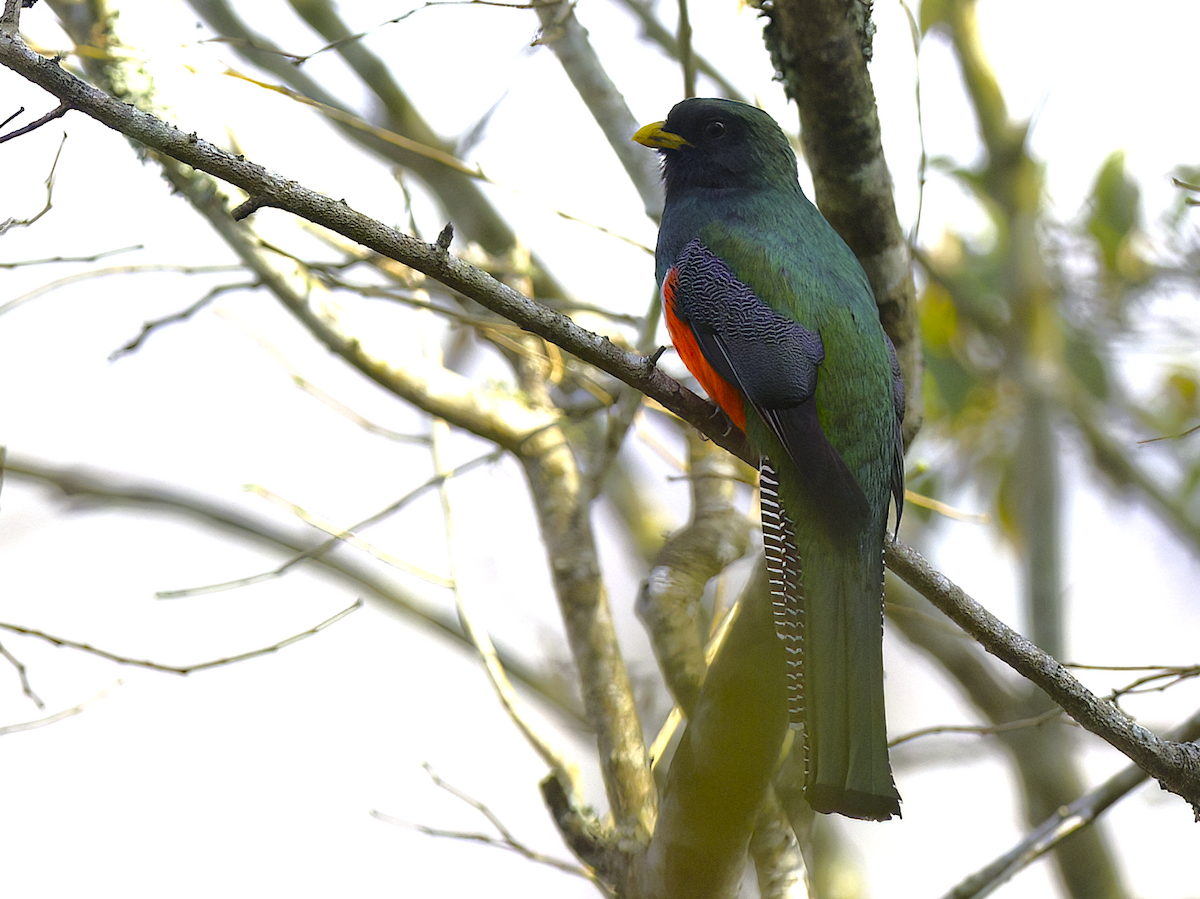 Collared Trogon (Xalapa) - ML622266417