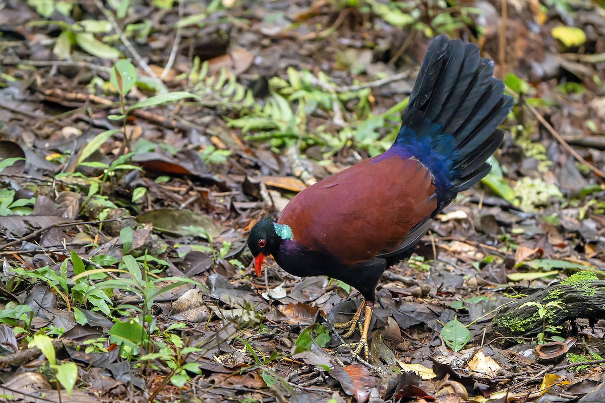 Pheasant Pigeon - ML622266531