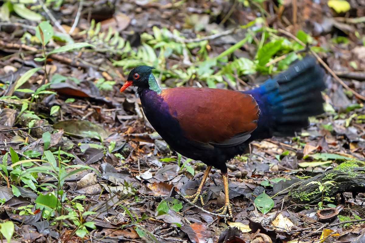 Pheasant Pigeon - ML622266532