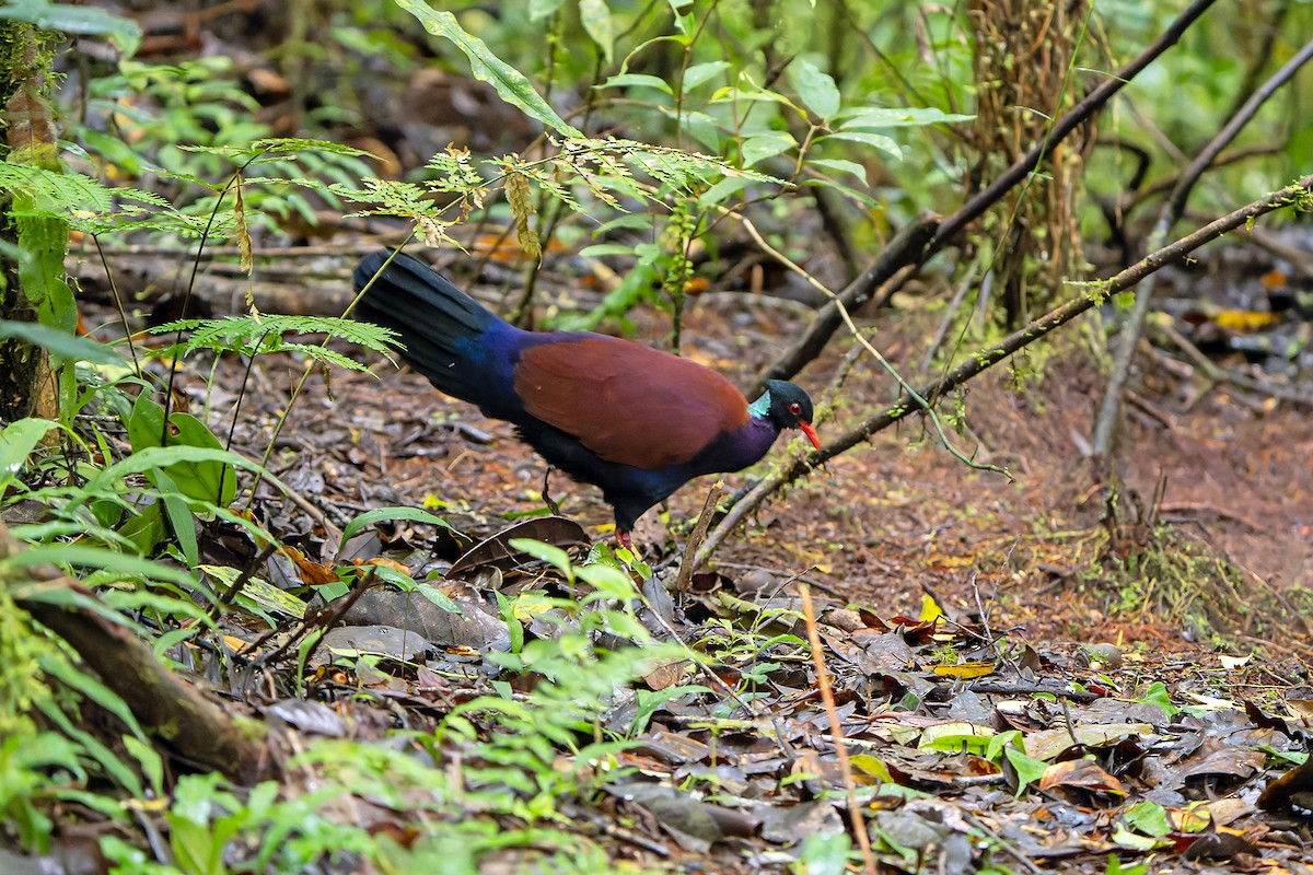 Pheasant Pigeon - ML622266533