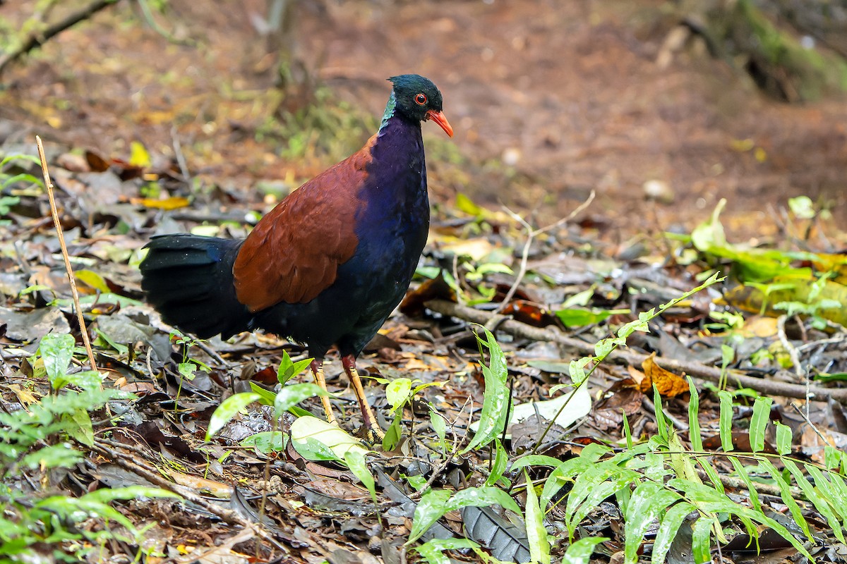 Pheasant Pigeon - ML622266547