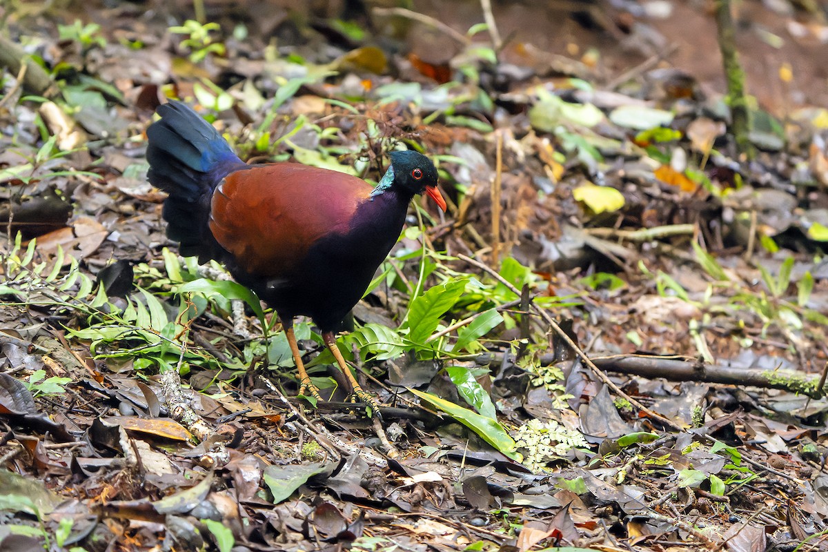 Pheasant Pigeon - ML622266557