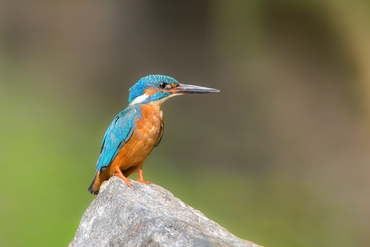 Common Kingfisher - ML622266747