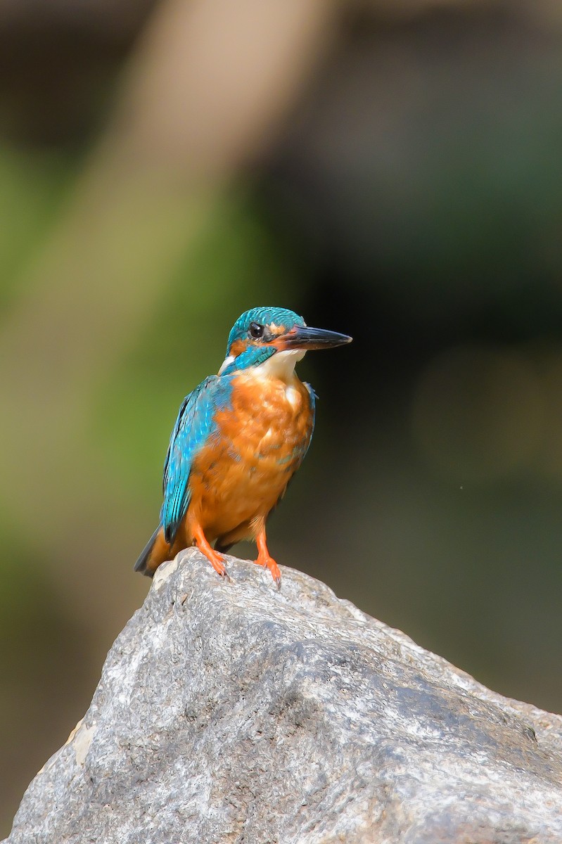 Common Kingfisher - ML622266748