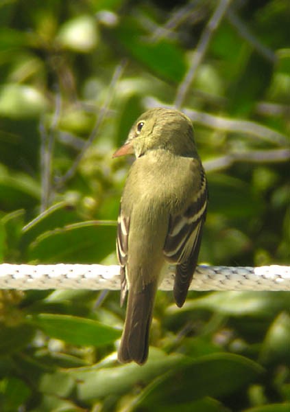 Acadian Flycatcher - ML62226681