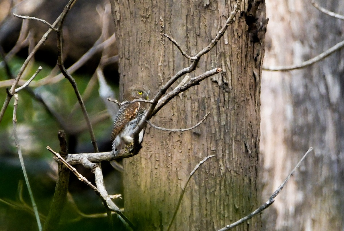 Jungle Owlet - ML622266885