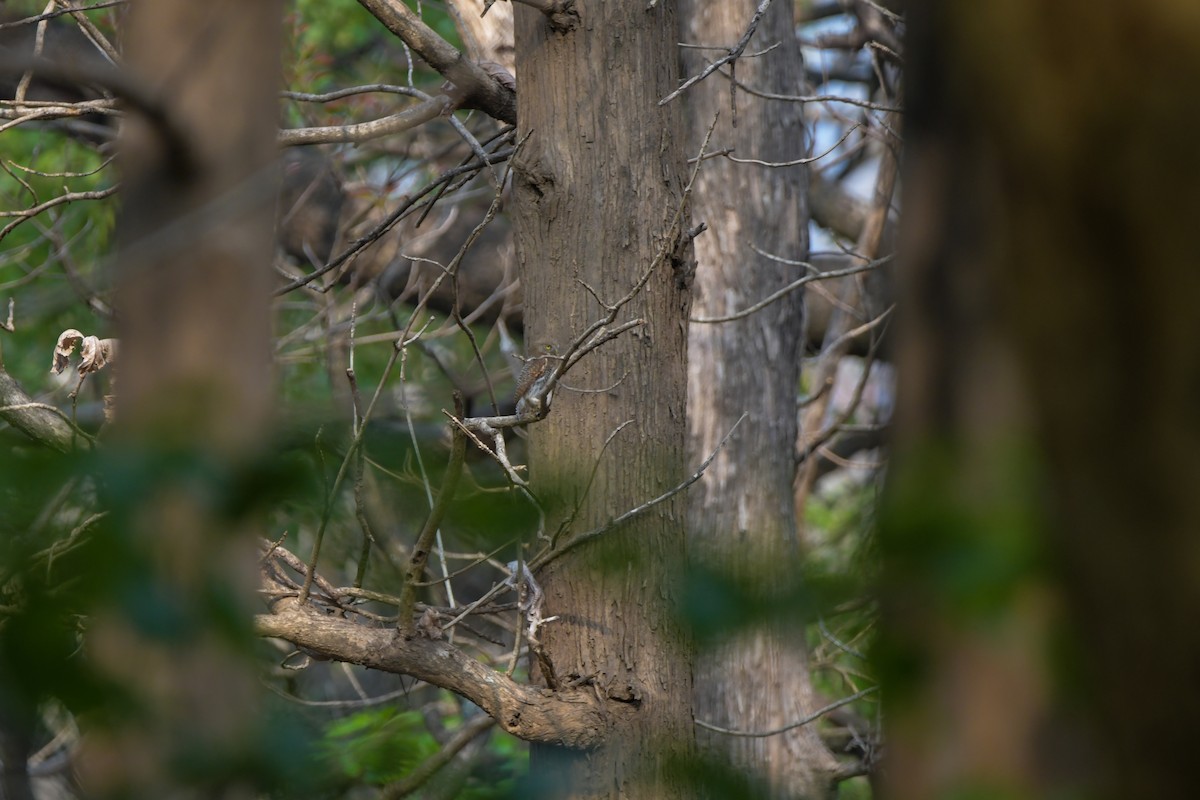 Jungle Owlet - ML622266887