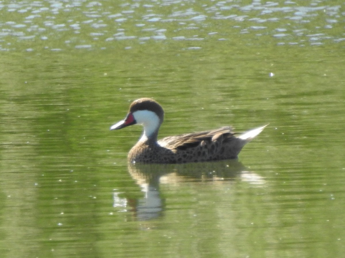 White-cheeked Pintail - Guillermo Costa