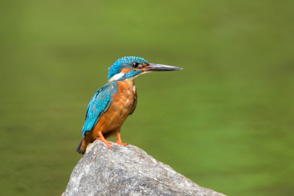 Common Kingfisher - ML622266944