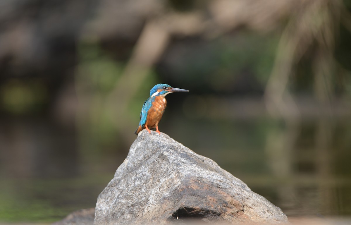 Common Kingfisher - ML622266945