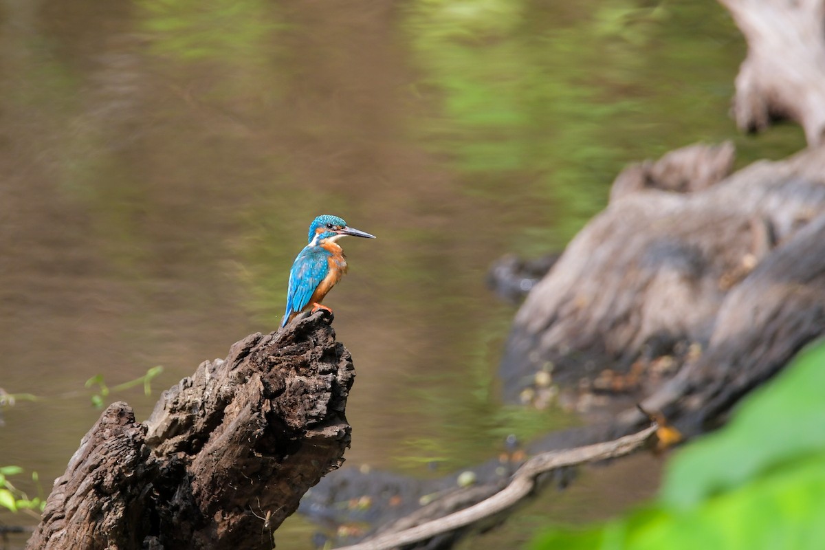 Common Kingfisher - ML622266957