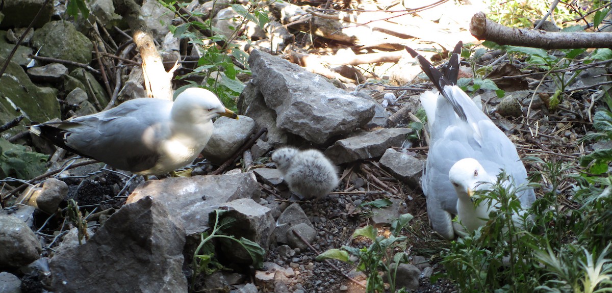 Ring-billed Gull - ML622266999
