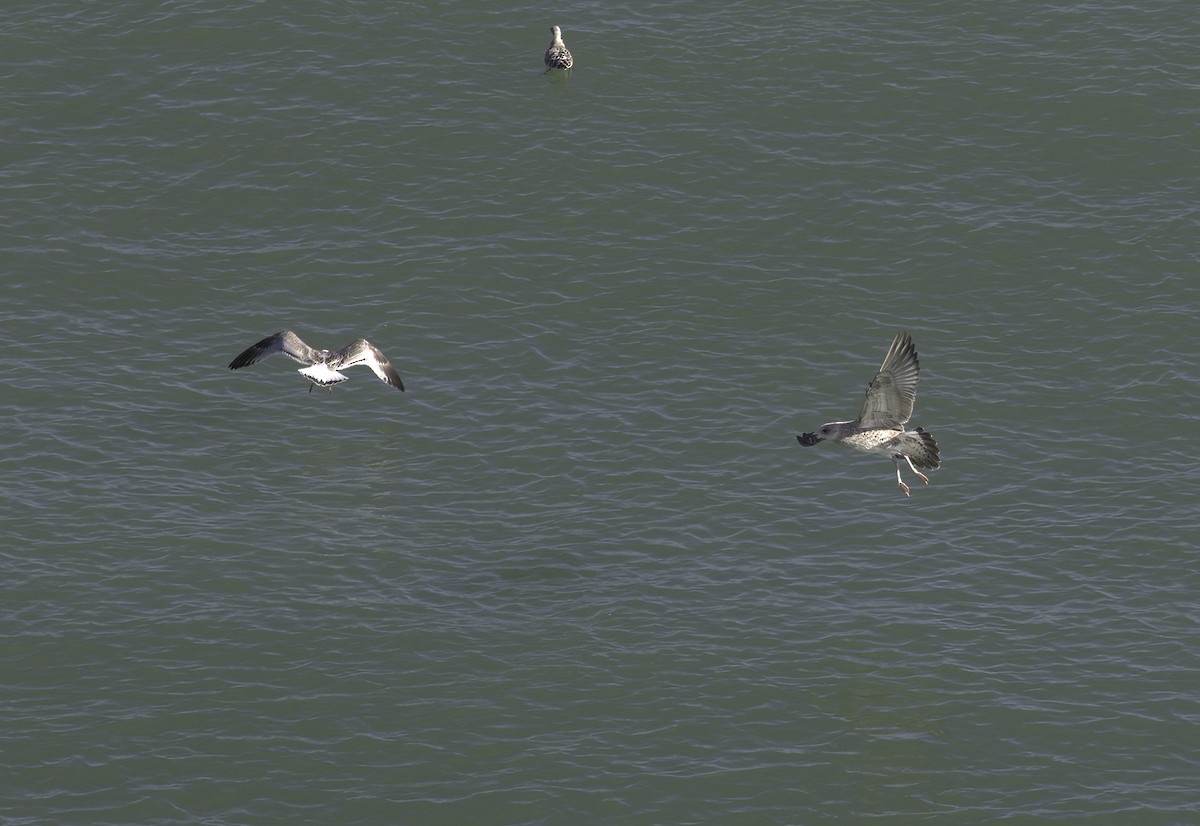 Caspian Gull - ML622267063