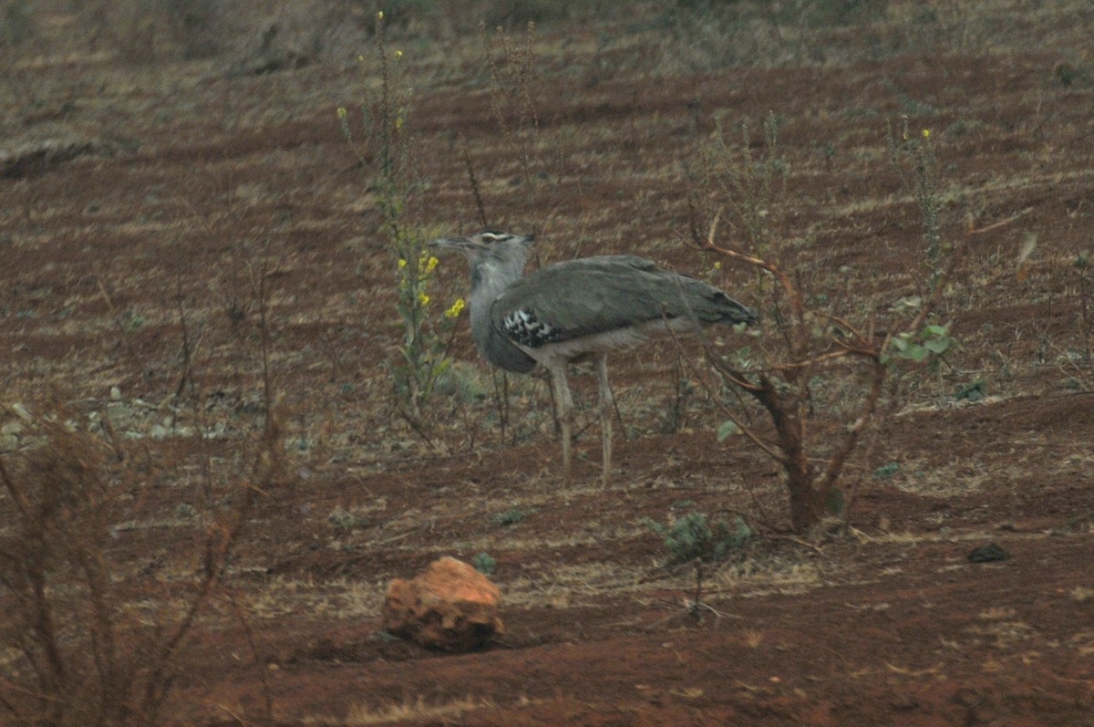 Kori Bustard - ML622267080