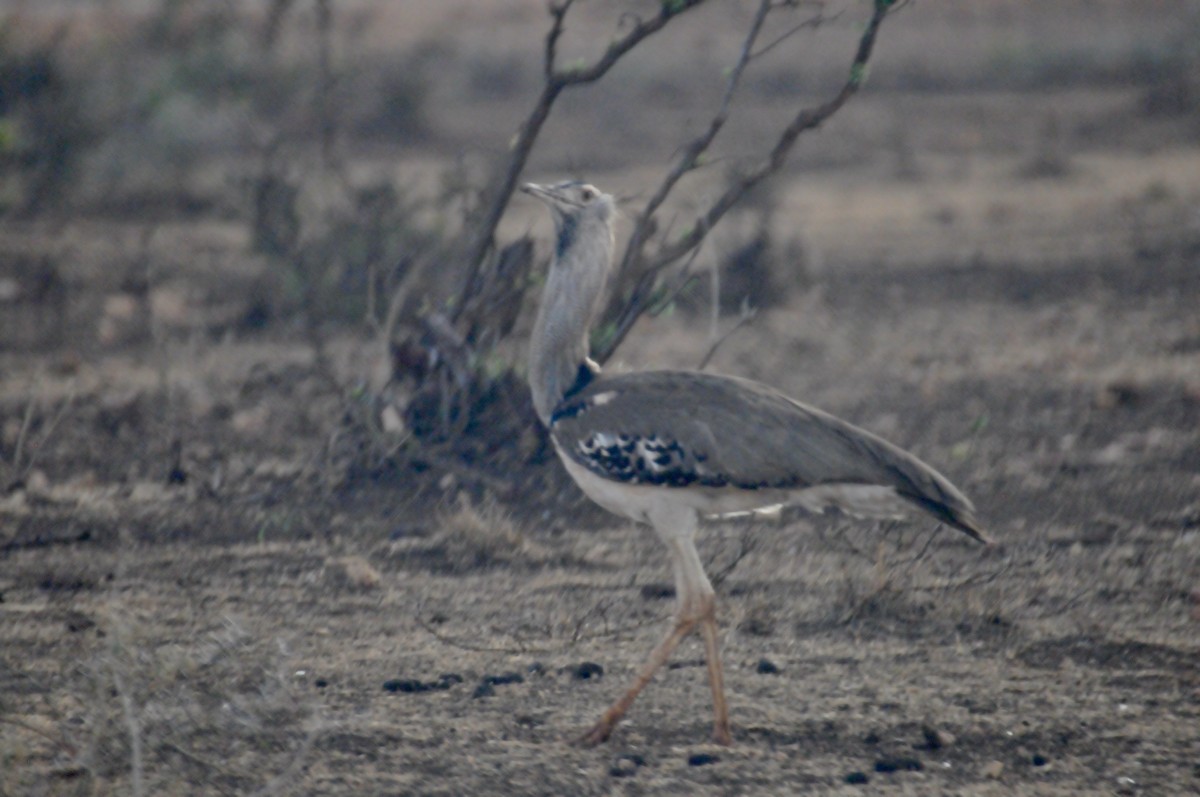 Kori Bustard - ML622267082