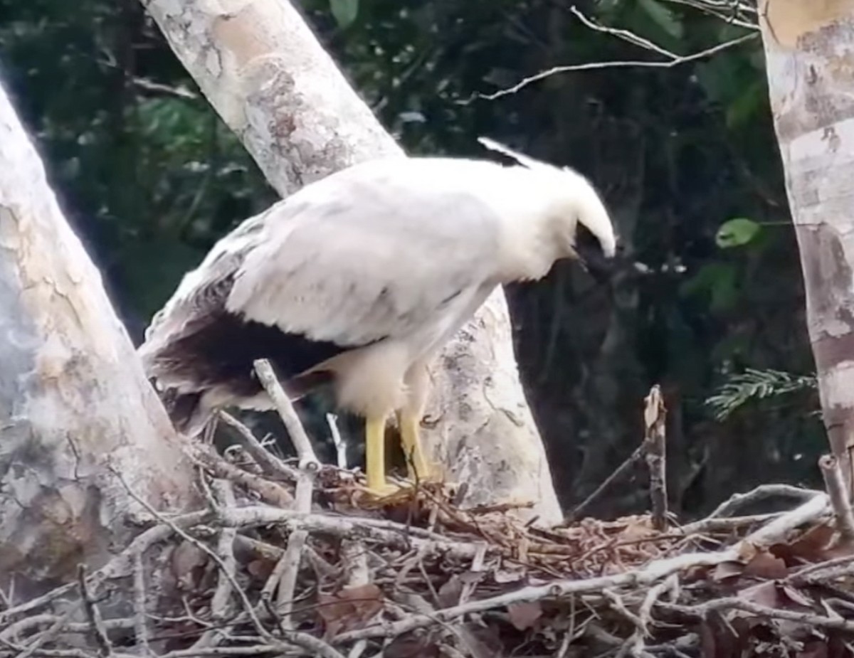 Crested Eagle - ML622267194