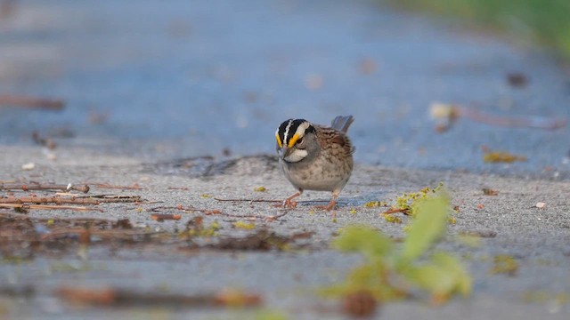 White-throated Sparrow - ML622267196