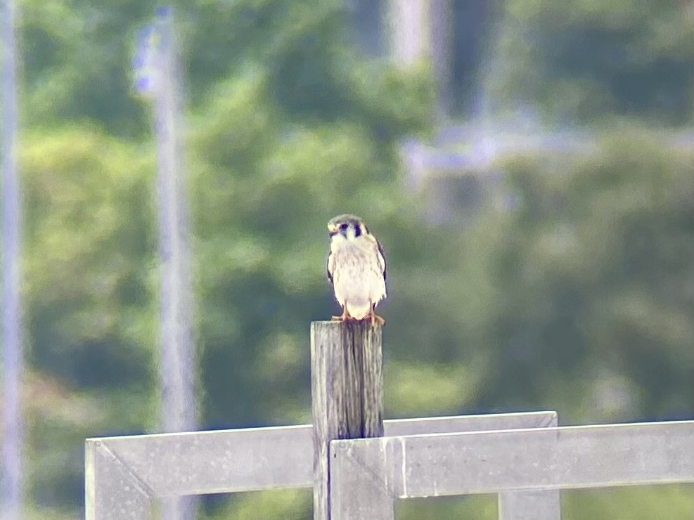 American Kestrel - ML622267212